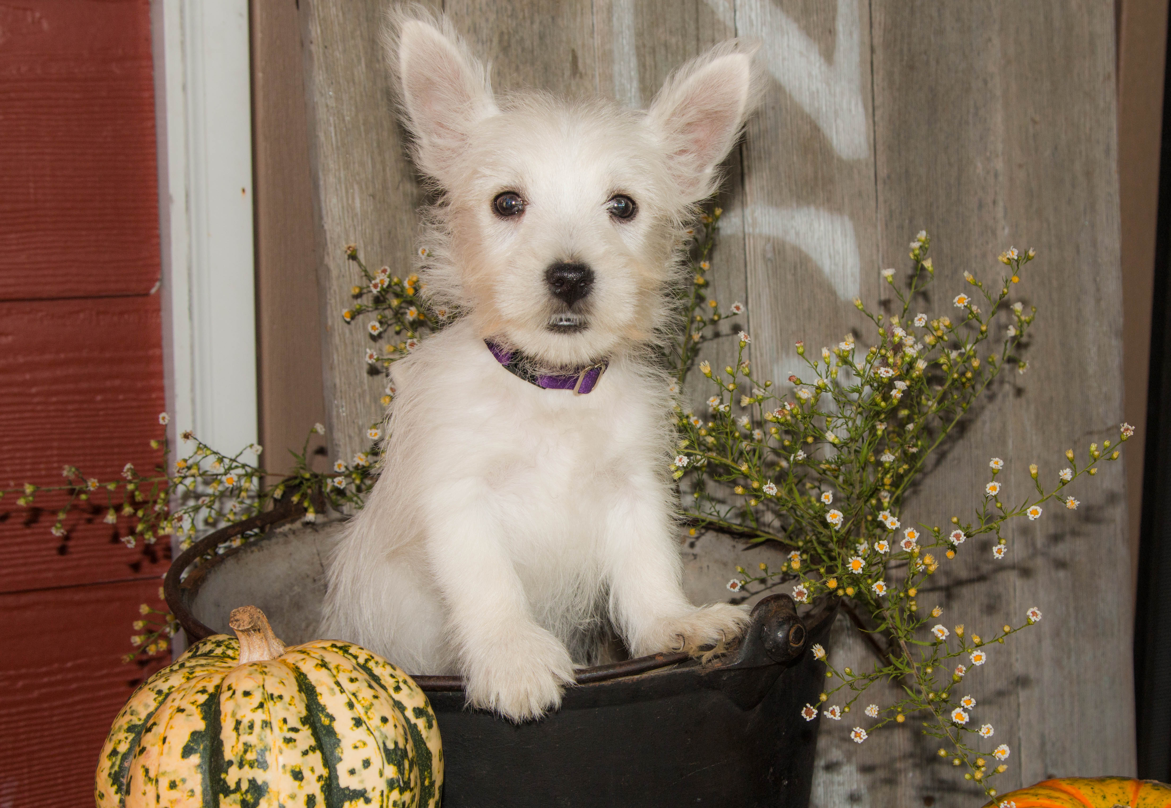 puppy, for, sale, West Highland White Terrier, Amos B. King, dog, breeder, Romney, WV, dog-breeder, puppy-for-sale, forsale, nearby, find, puppyfind, locator, puppylocator, aca